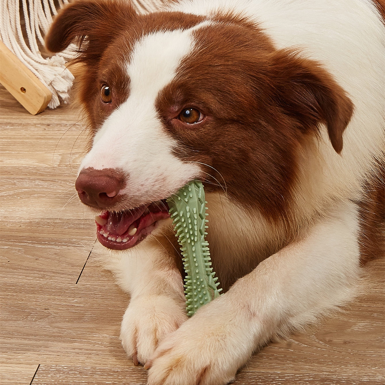 Chewing, Teeth Cleaning & Treat Holding Stick